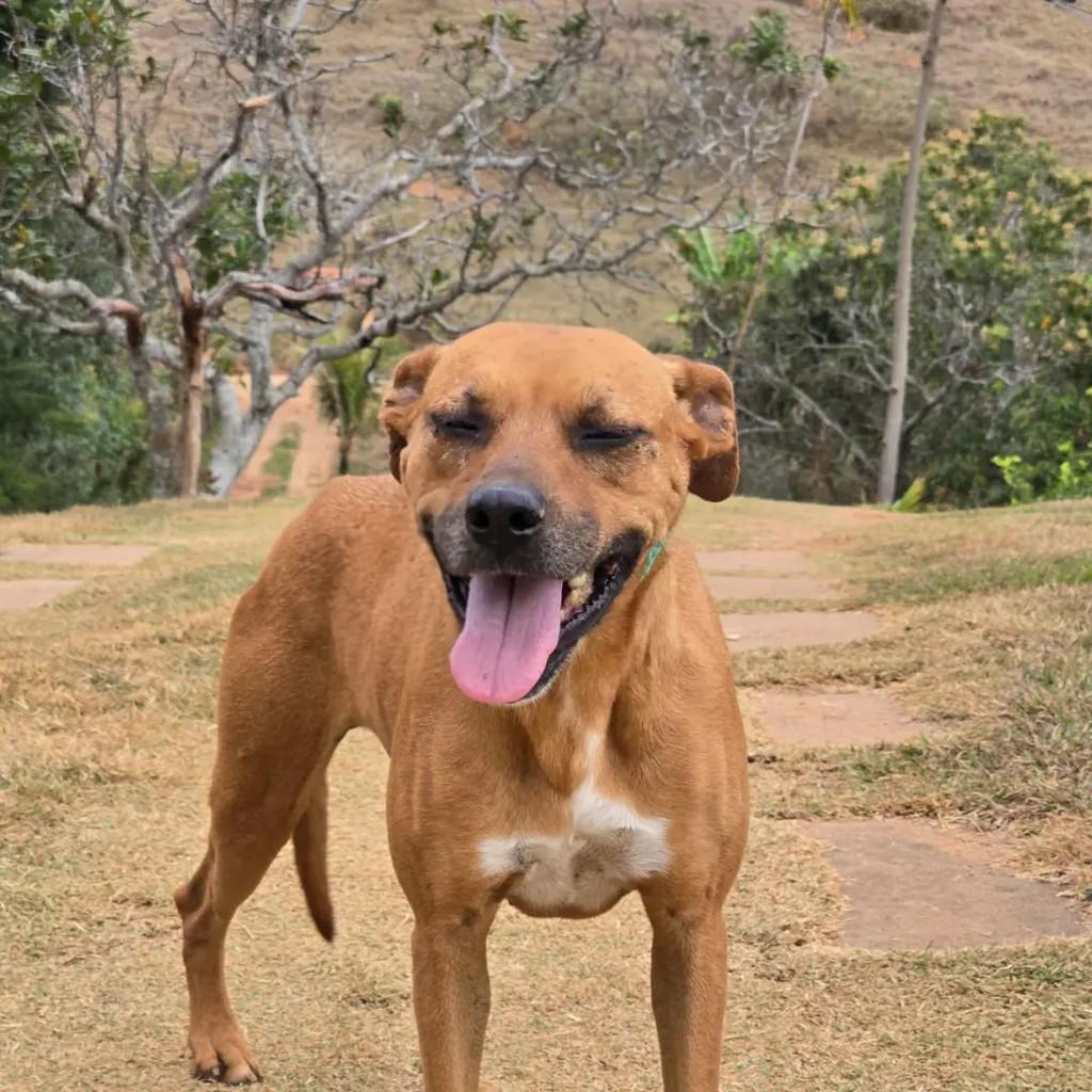 Caramela, cadela de porte médio para adoção em Ponte Nova - MG