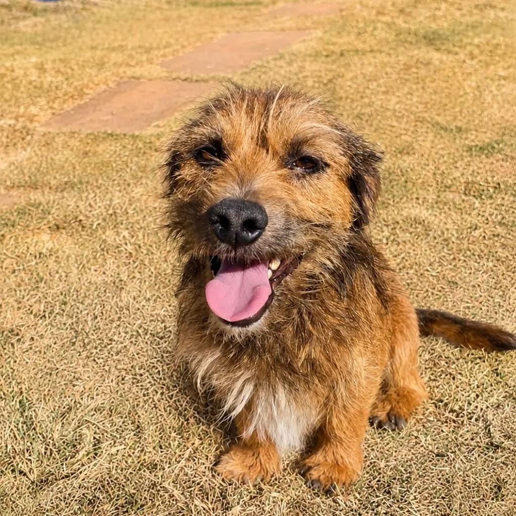 Lupe, cachorro de porte pequeno para adoção em Ponte Nova - MG