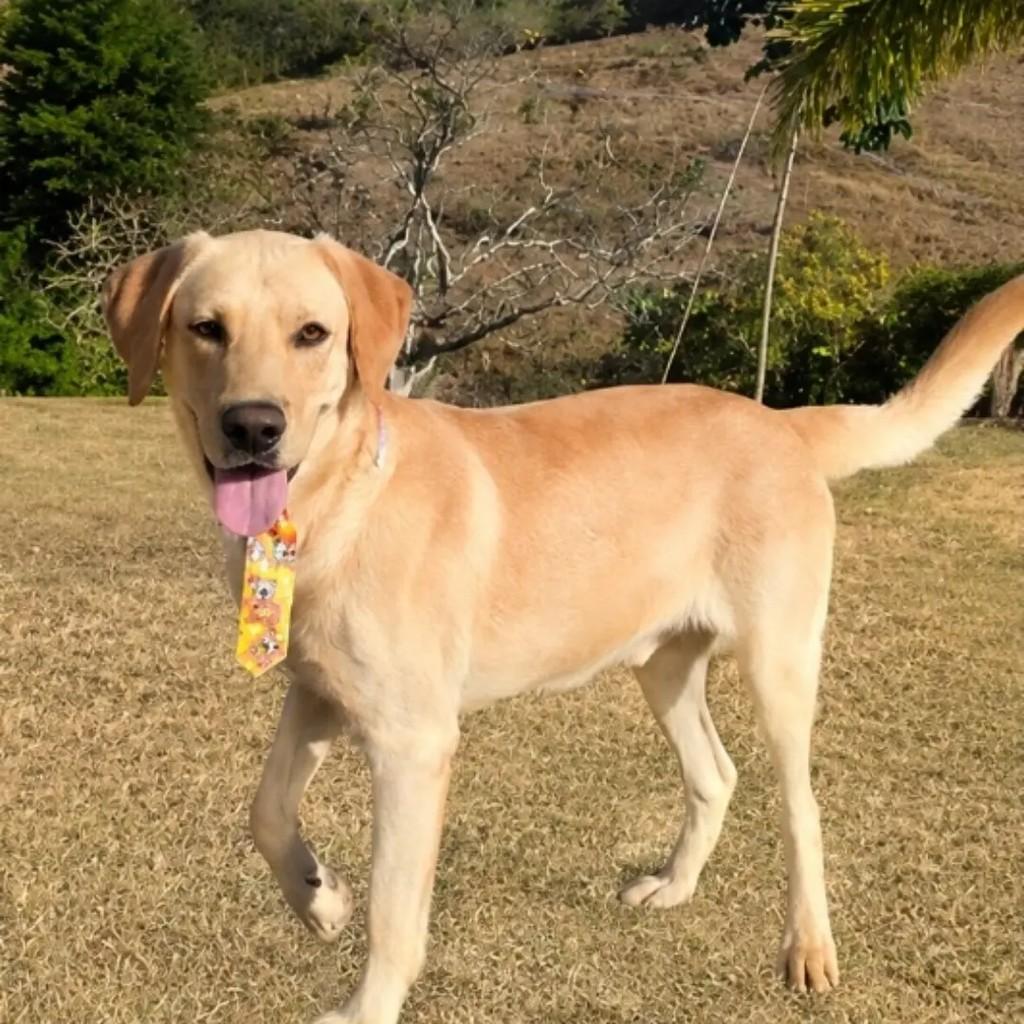 Totó, cachorro de porte médio para adoção em Ponte Nova - MG