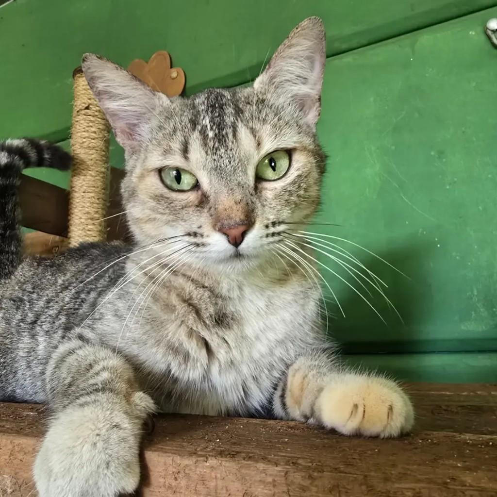 Cléo, gata de porte pequeno para adoção em Ponte Nova - MG