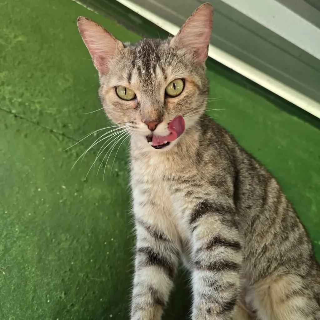 Cléo, gata de porte pequeno para adoção em Ponte Nova - MG — foto 2 de 4