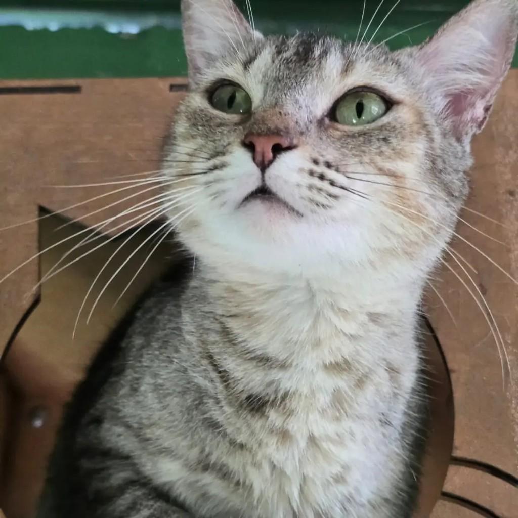 Cléo, gata de porte pequeno para adoção em Ponte Nova - MG — foto 3 de 4