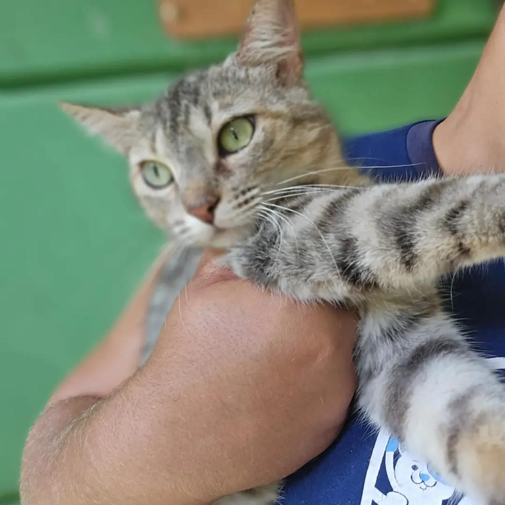 Cléo, gata de porte pequeno para adoção em Ponte Nova - MG — foto 4 de 4