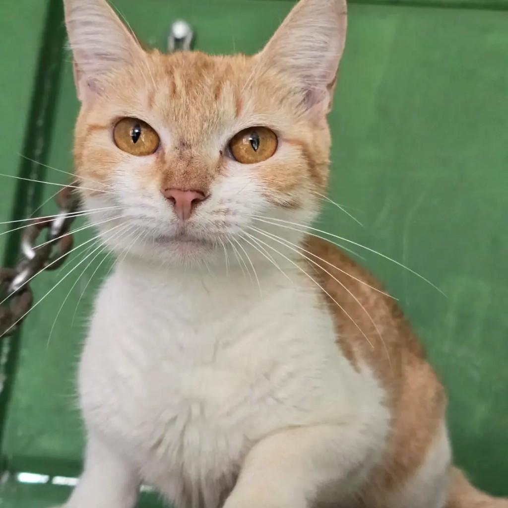Flora, gata de porte pequeno para adoção em Ponte Nova - MG