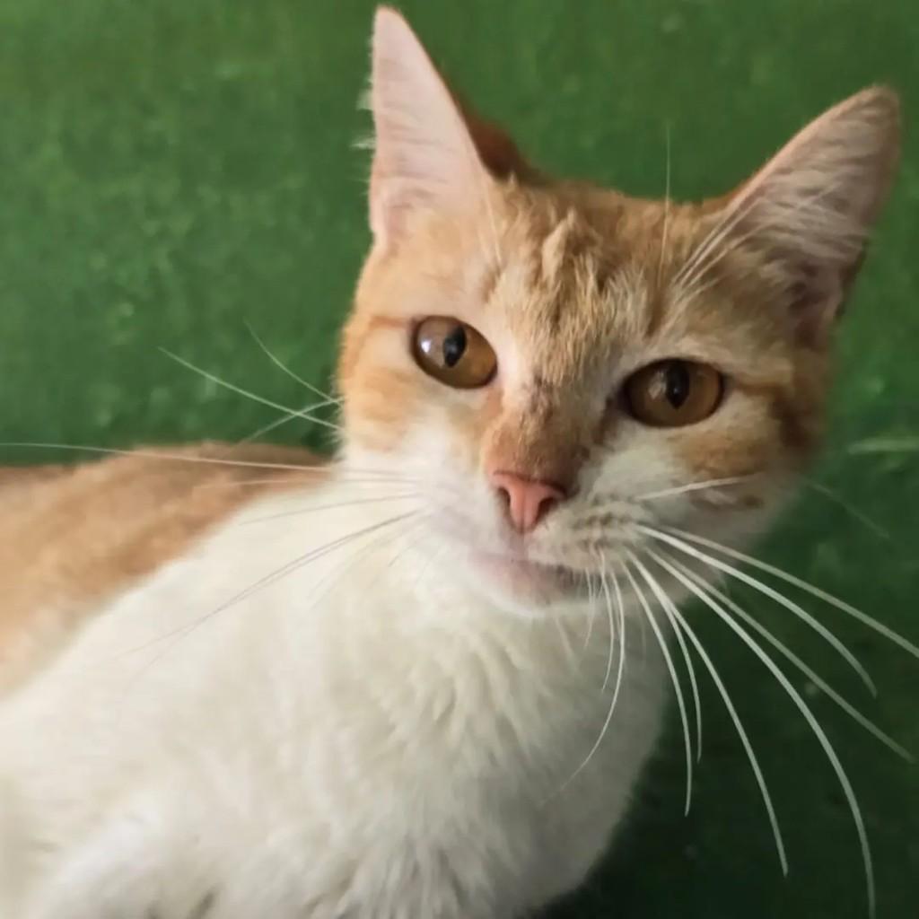 Flora, gata de porte pequeno para adoção em Ponte Nova - MG — foto 2 de 4
