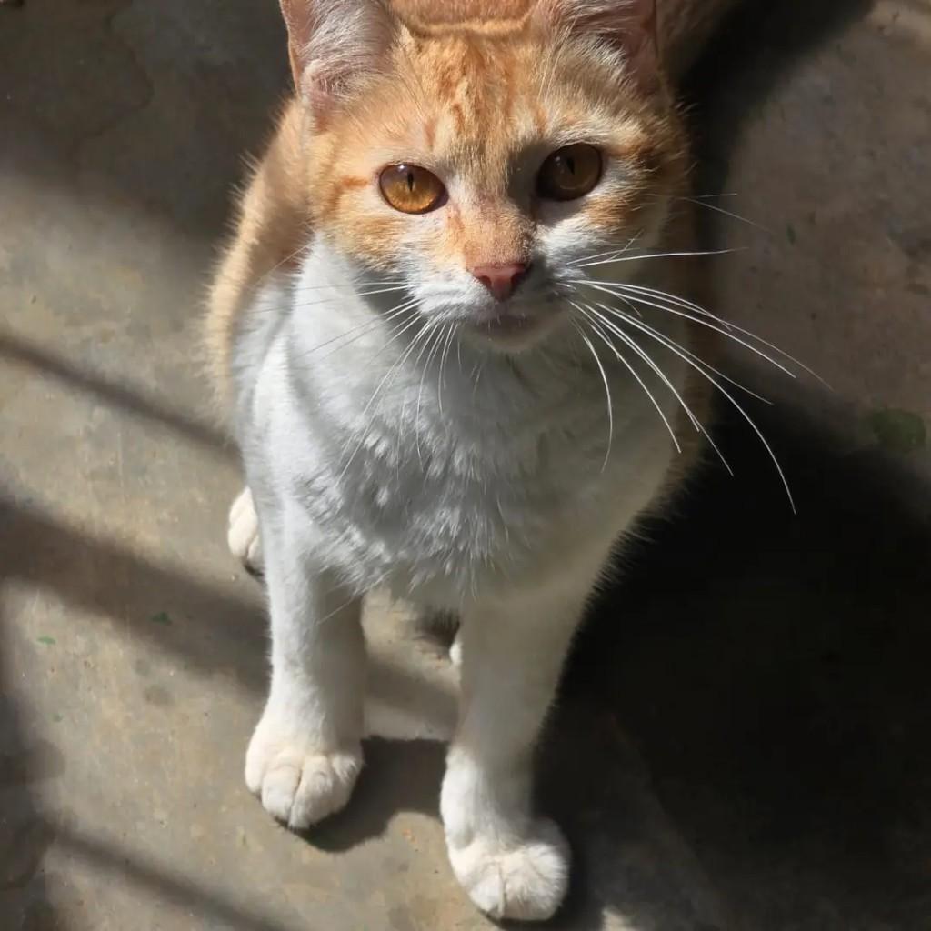 Flora, gata de porte pequeno para adoção em Ponte Nova - MG — foto 3 de 4