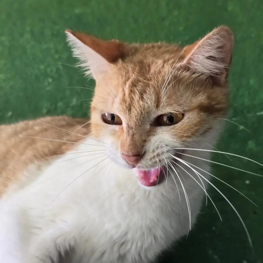 Flora, gata de porte pequeno para adoção em Ponte Nova - MG — foto 4 de 4