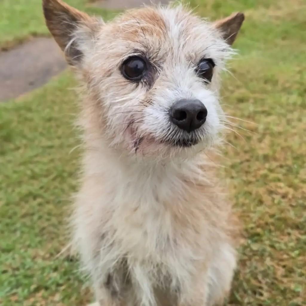 Cookie, cachorro de porte médio para adoção em Ponte Nova - MG