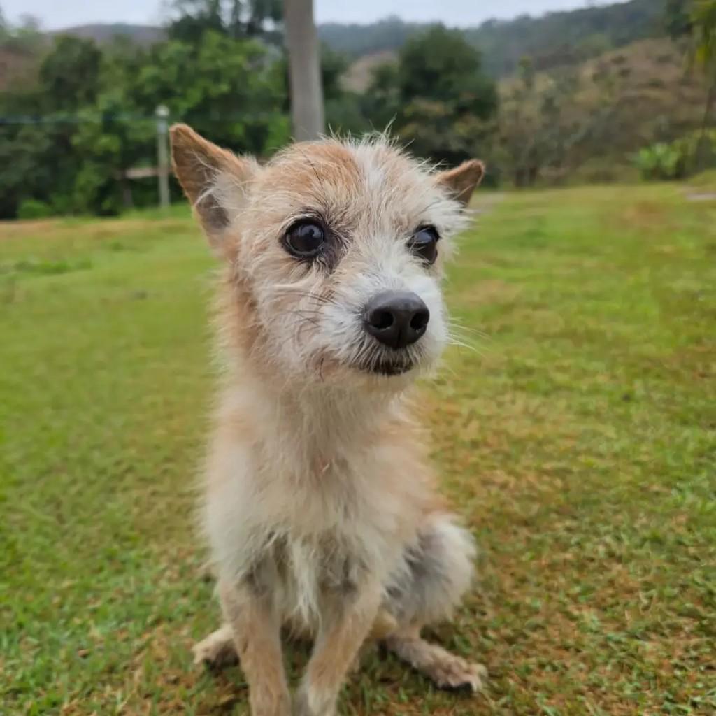 Cookie, cachorro de porte médio para adoção em Ponte Nova - MG — foto 2 de 4