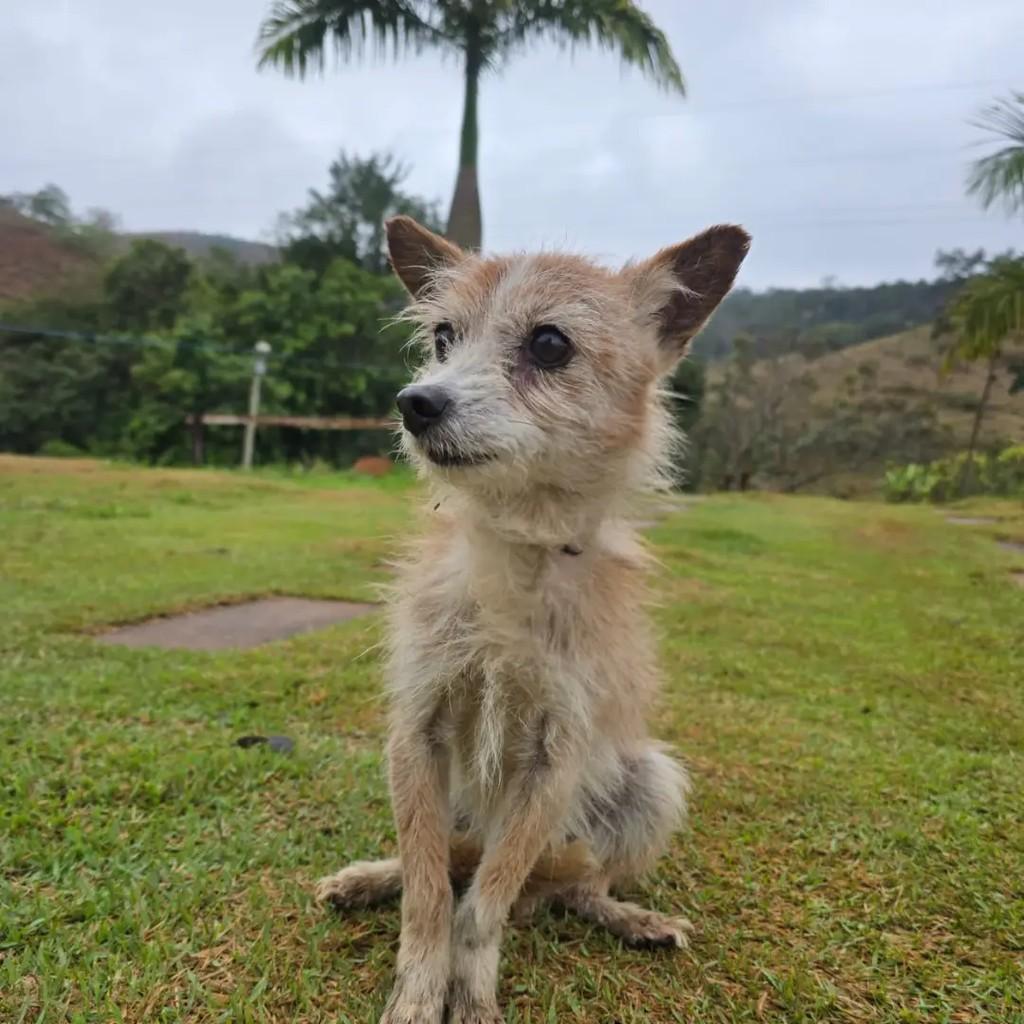 Cookie, cachorro de porte médio para adoção em Ponte Nova - MG — foto 3 de 4
