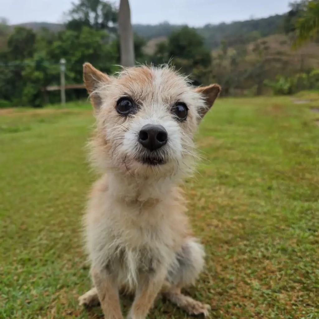 Cookie, cachorro de porte médio para adoção em Ponte Nova - MG — foto 4 de 4
