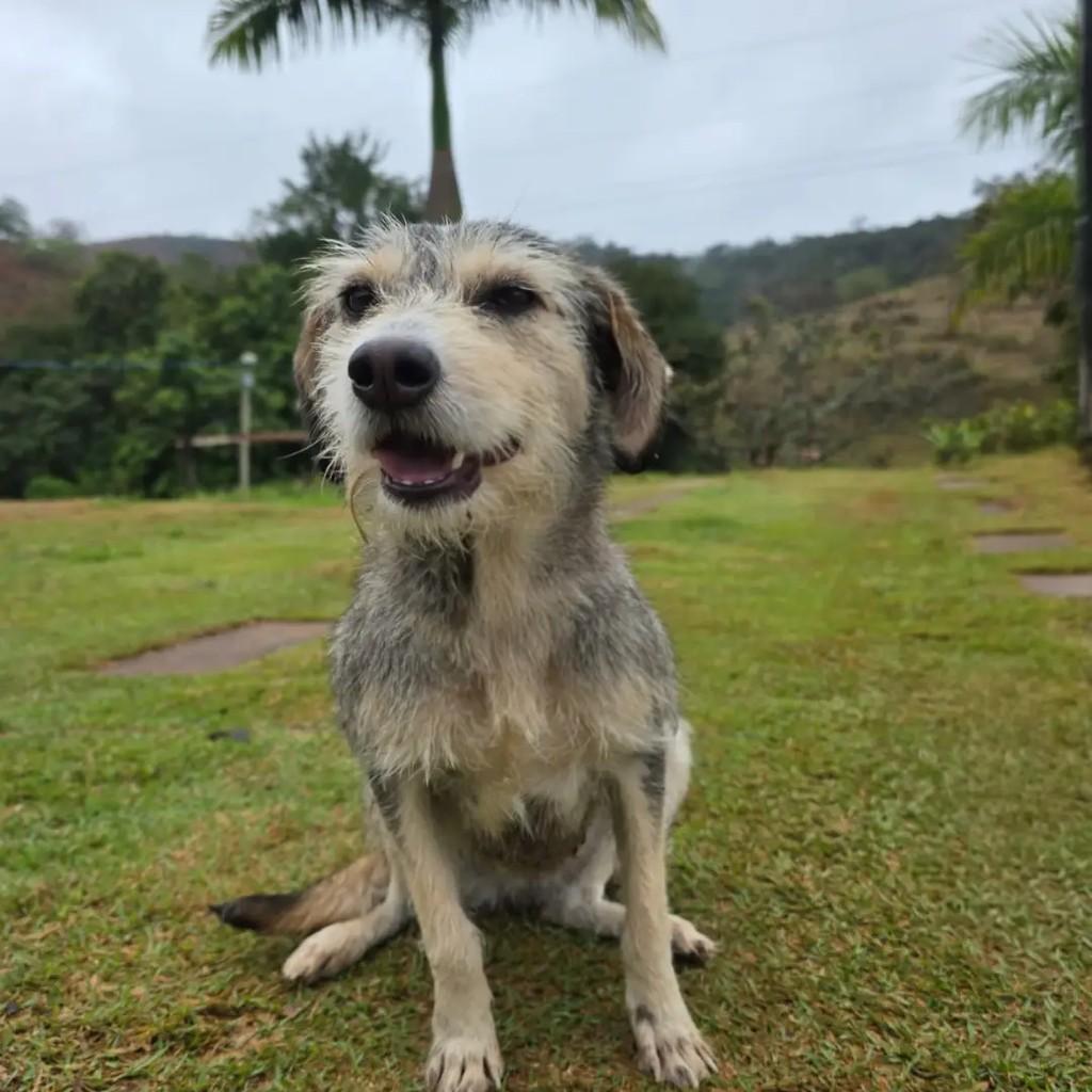 Jade, cadela de porte pequeno para adoção em Ponte Nova - MG — foto 3 de 4