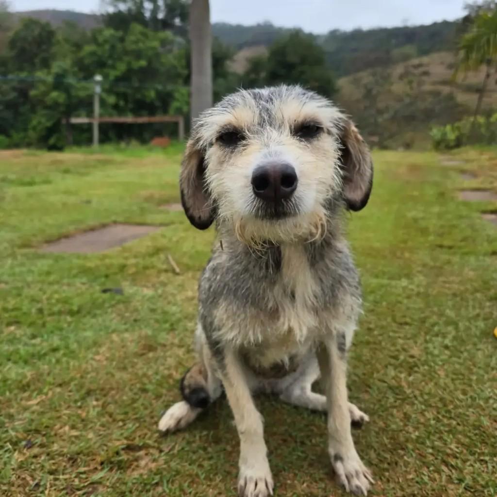 Jade, cadela de porte pequeno para adoção em Ponte Nova - MG — foto 4 de 4