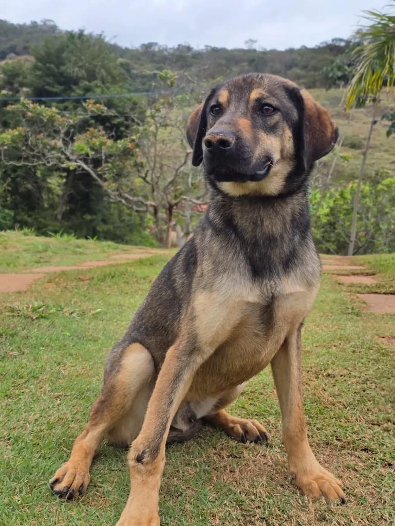 Bernadinho, cachorro de porte médio para adoção em Ponte Nova - MG