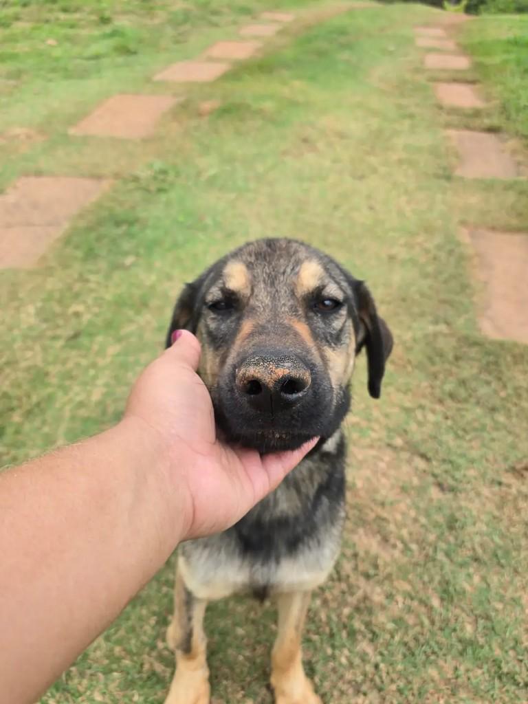 Bernadinho, cachorro de porte médio para adoção em Ponte Nova - MG — foto 2 de 4