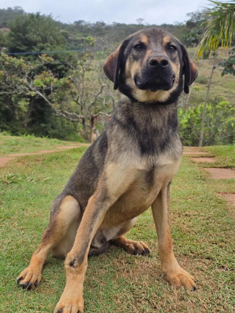 Bernadinho, cachorro de porte médio para adoção em Ponte Nova - MG — foto 3 de 4