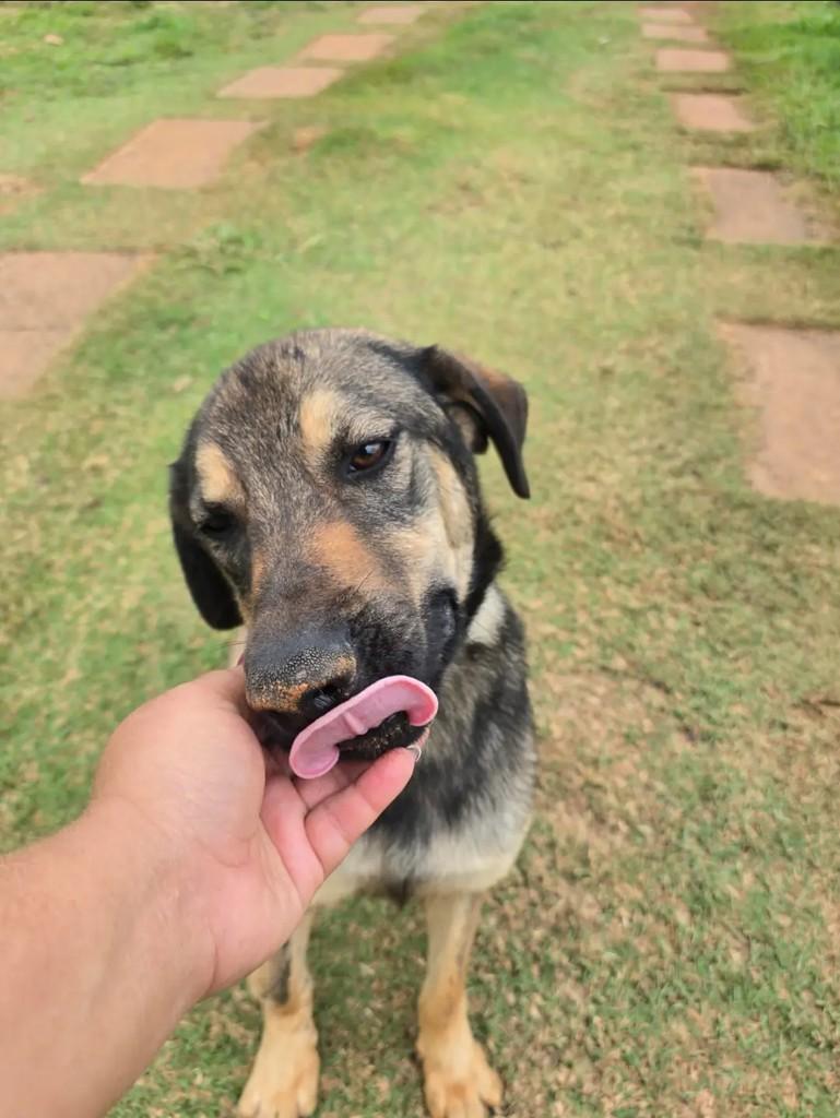 Bernadinho, cachorro de porte médio para adoção em Ponte Nova - MG — foto 4 de 4