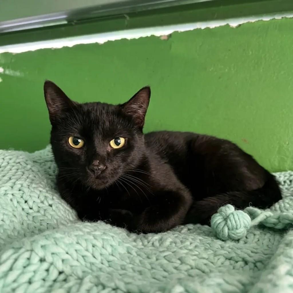 Pantera, gata de porte pequeno para adoção em Ponte Nova - MG