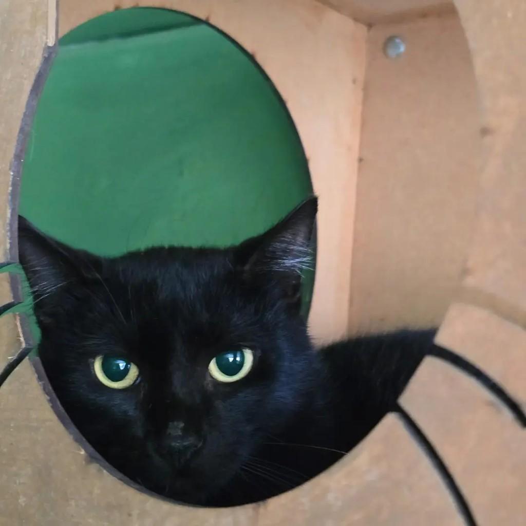 Pantera, gata de porte pequeno para adoção em Ponte Nova - MG — foto 2 de 3