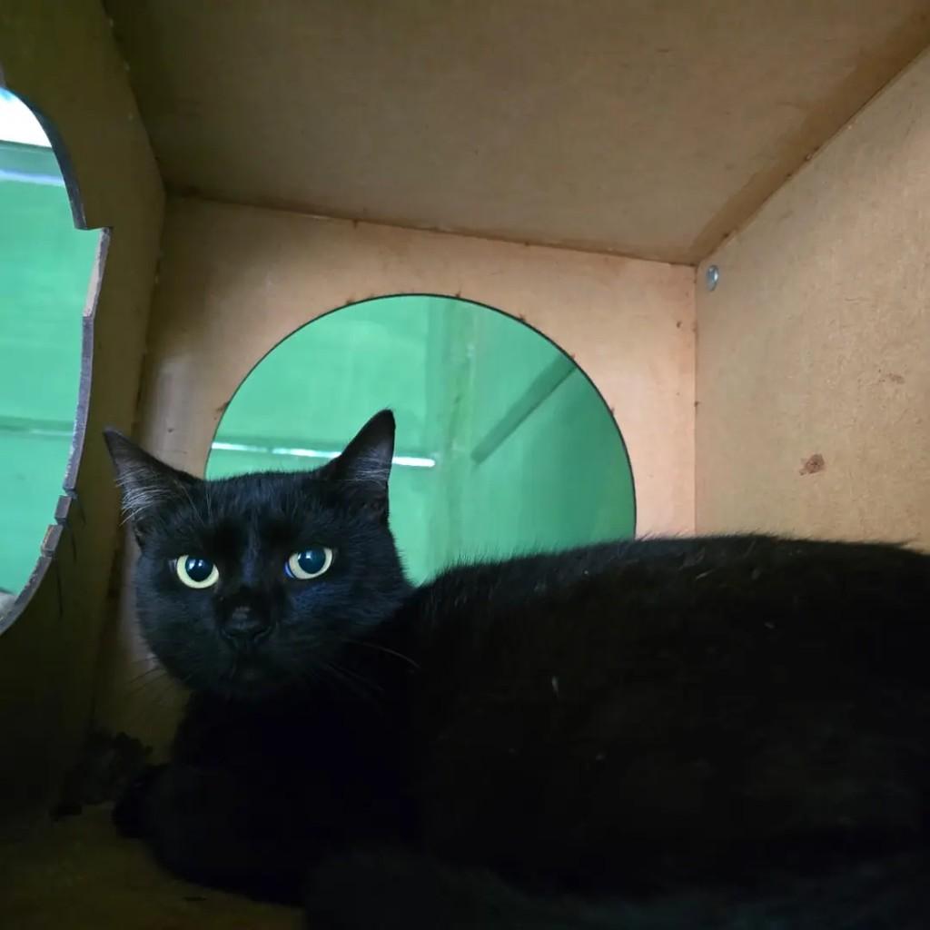 Pantera, gata de porte pequeno para adoção em Ponte Nova - MG — foto 3 de 3