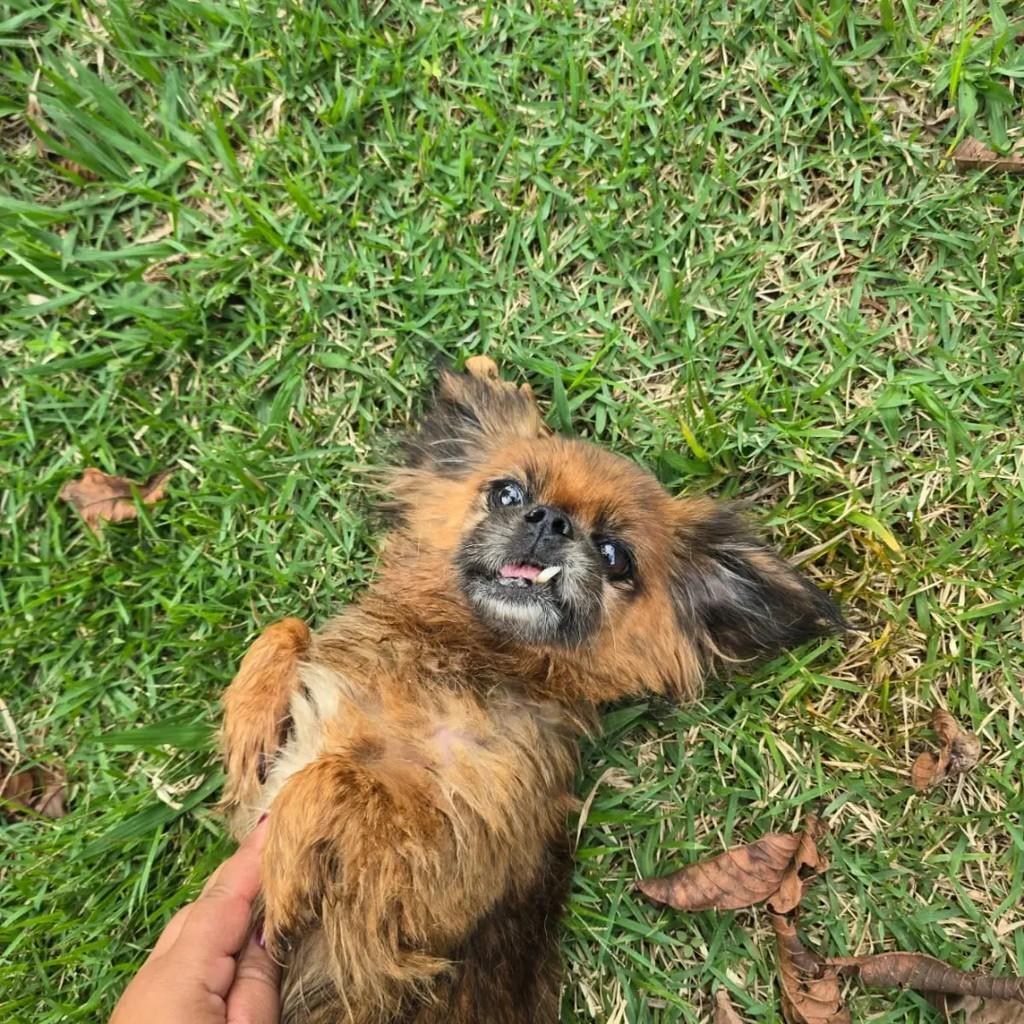 Guida, cadela de porte pequeno para adoção em Ponte Nova - MG — foto 2 de 5