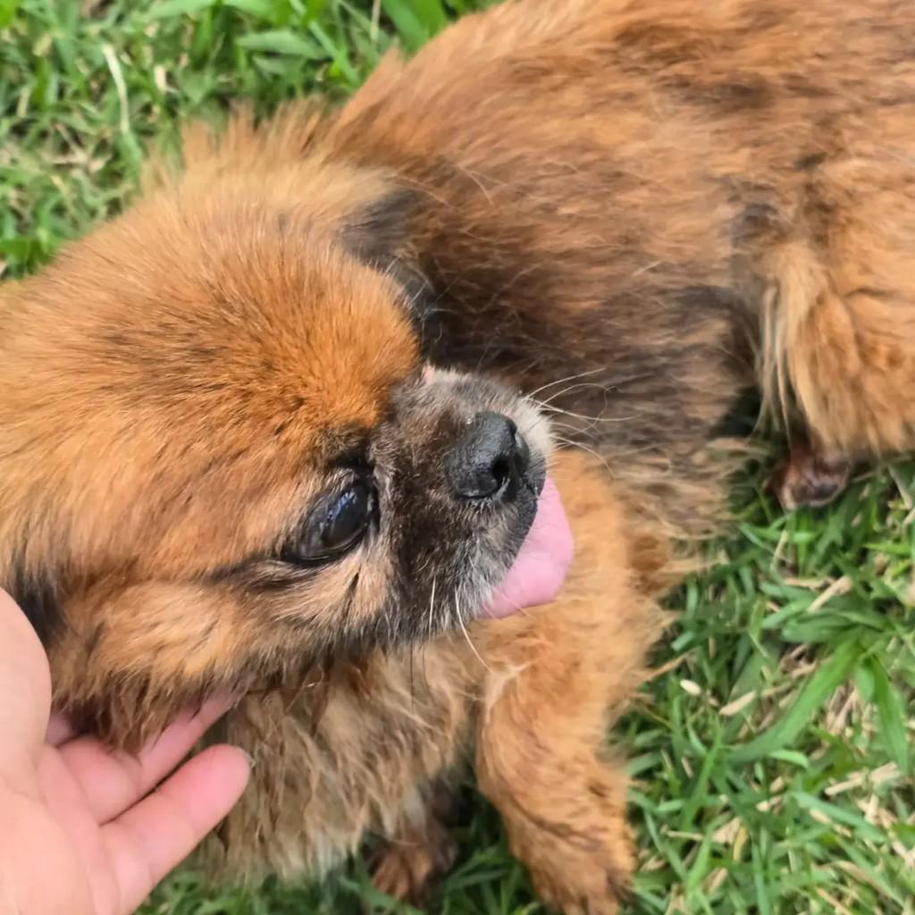 Guida, cadela de porte pequeno para adoção em Ponte Nova - MG — foto 3 de 5