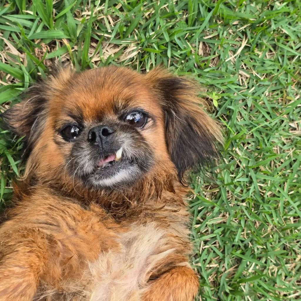 Guida, cadela de porte pequeno para adoção em Ponte Nova - MG — foto 5 de 5