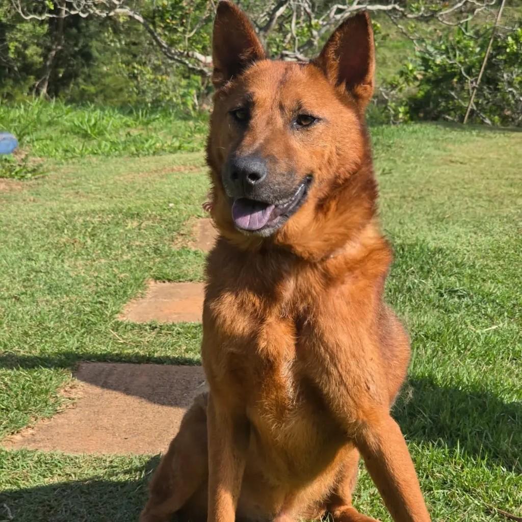 Sebastián, cachorro para adoção em Ponte Nova - MG