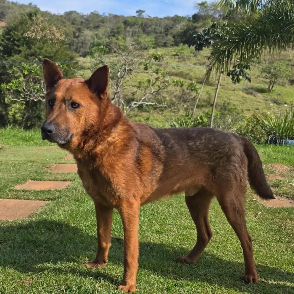 Sebastián, cachorro para adoção em Ponte Nova - MG — foto 2 de 2