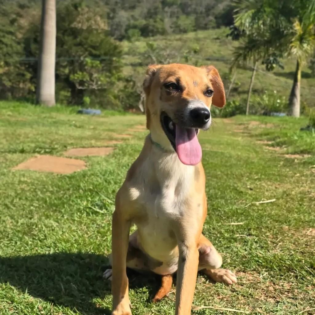 Dudinha, cadela de porte médio para adoção em Ponte Nova - MG — foto 2 de 3