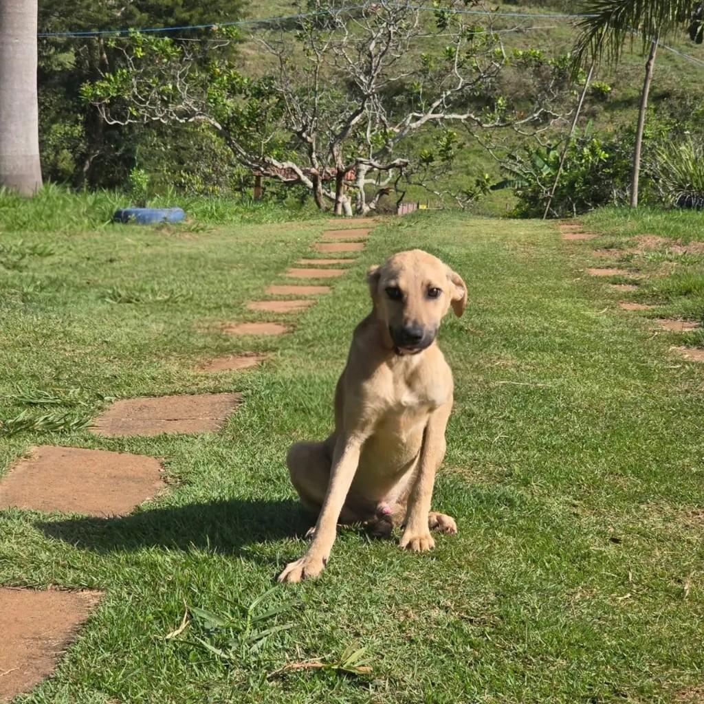 Bilu Bilu, cachorro de porte médio para adoção em Ponte Nova - MG