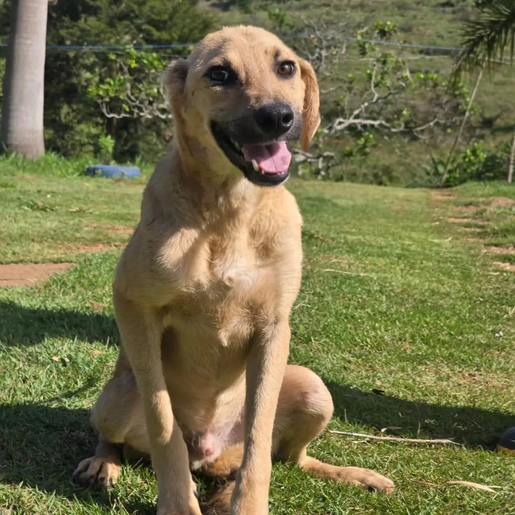 Bilu Bilu, cachorro de porte médio para adoção em Ponte Nova - MG — foto 2 de 3