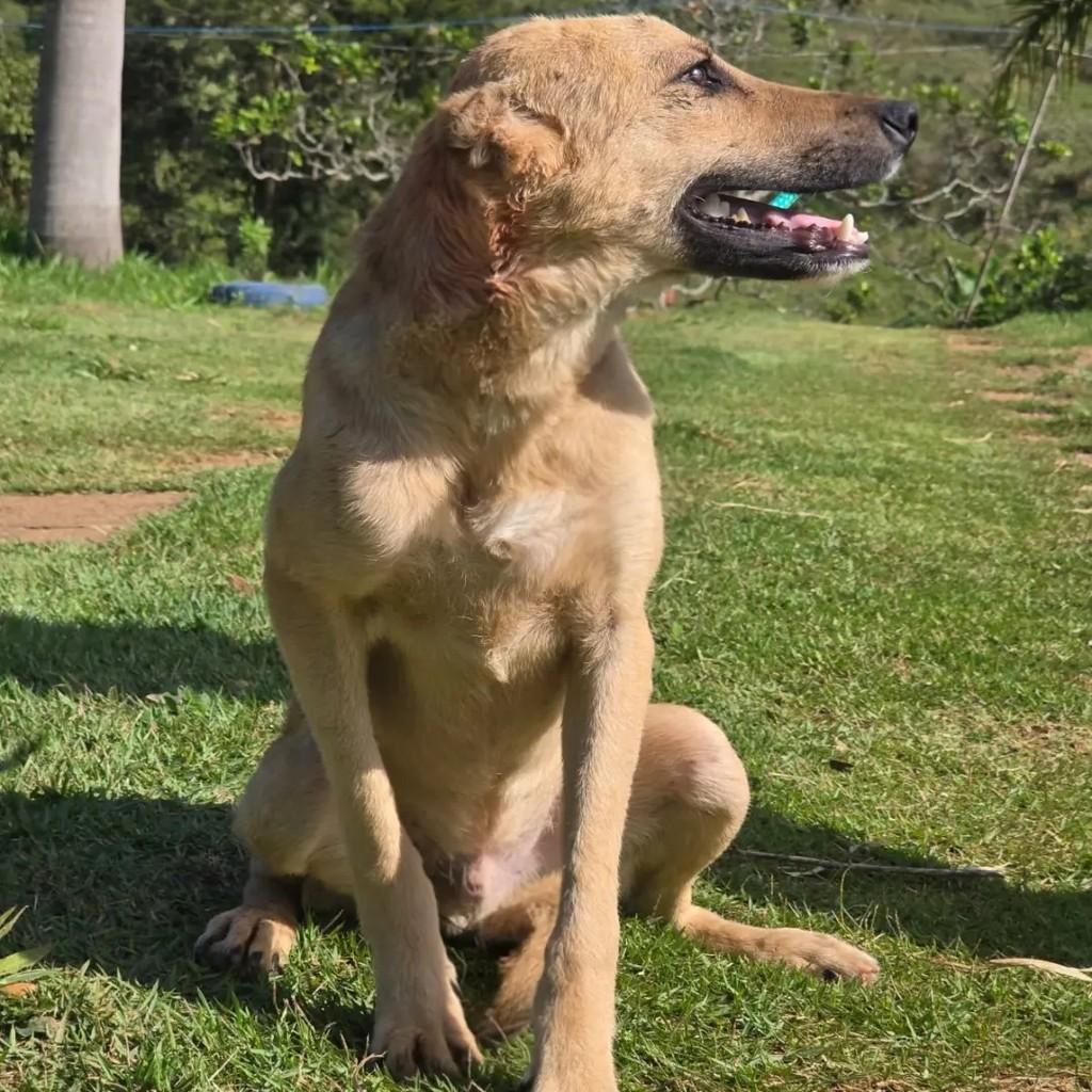 Bilu Bilu, cachorro de porte médio para adoção em Ponte Nova - MG — foto 3 de 3