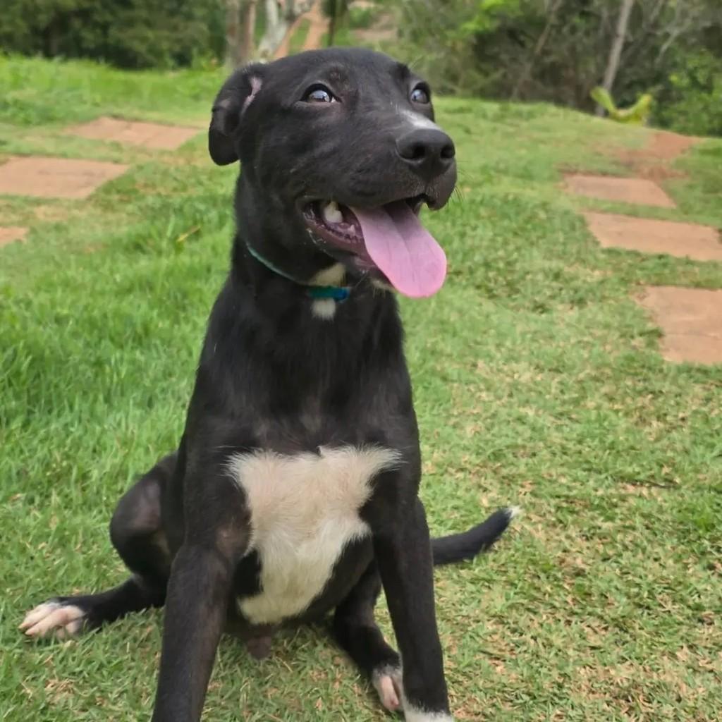 Pedrinho, cachorro para adoção em Ponte Nova - MG
