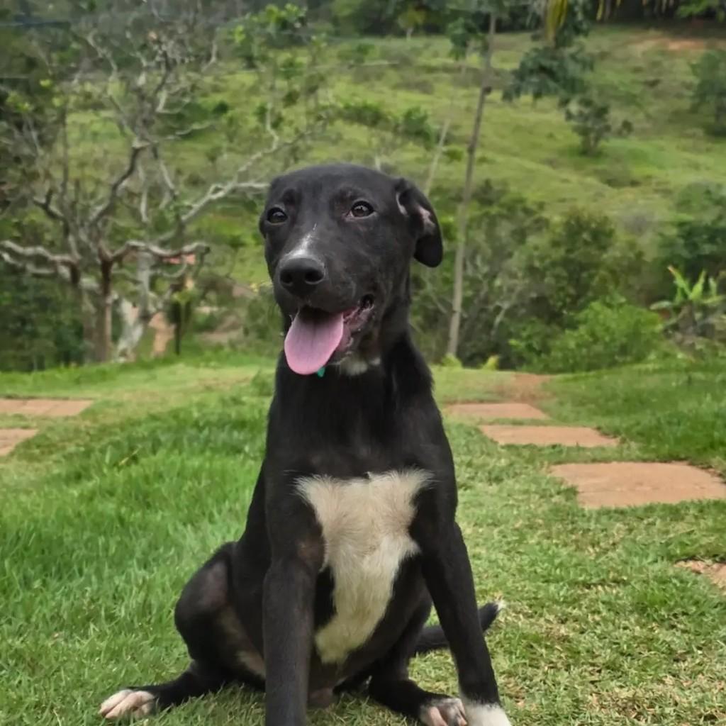 Pedrinho, cachorro para adoção em Ponte Nova - MG — foto 2 de 2