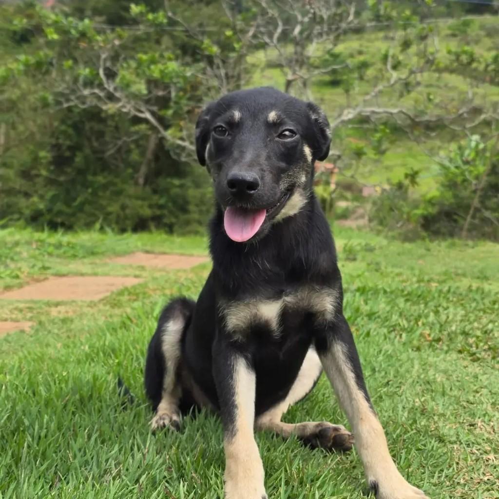 Jacob, cachorro de porte médio para adoção em Ponte Nova - MG