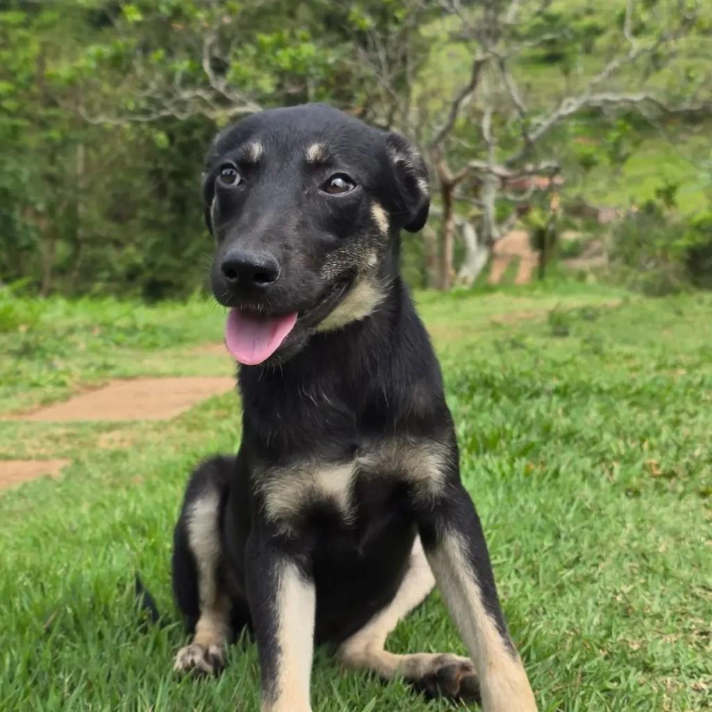 Jacob, cachorro de porte médio para adoção em Ponte Nova - MG — foto 2 de 2