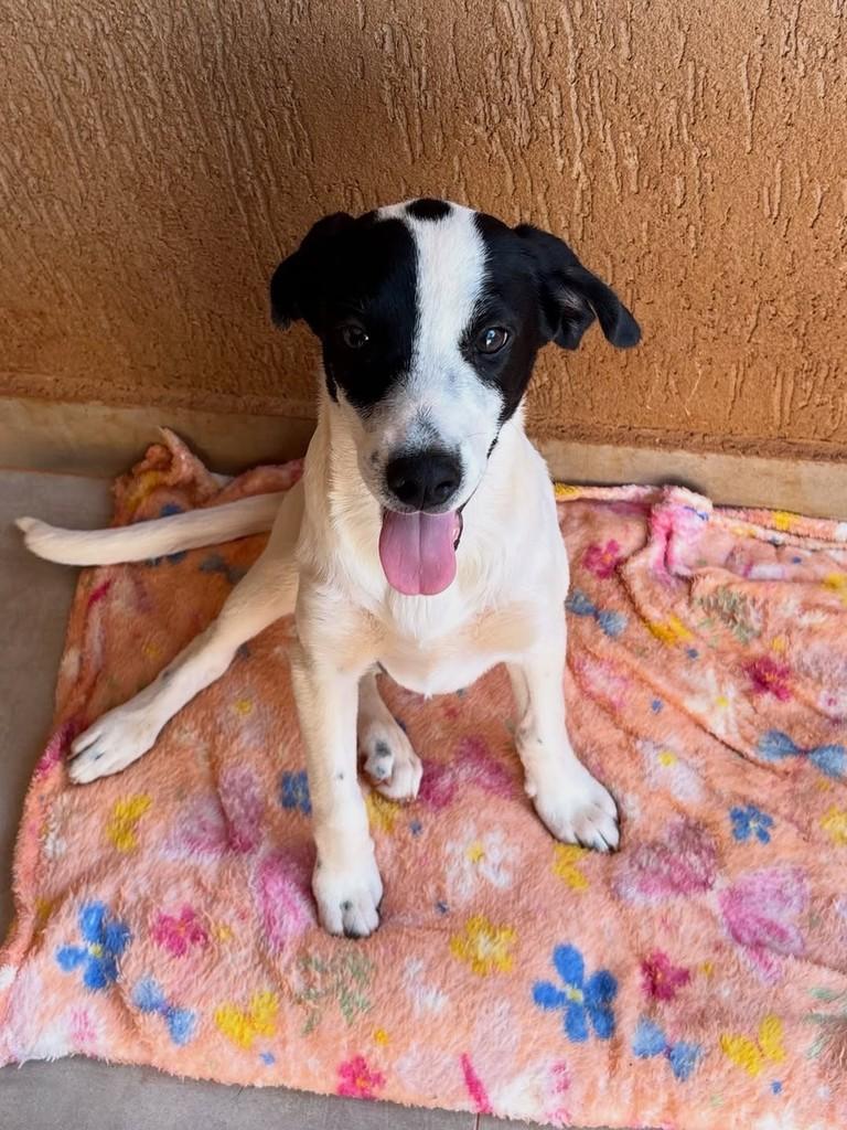 Furacão, cachorro de porte pequeno para adoção em Goiânia - GO