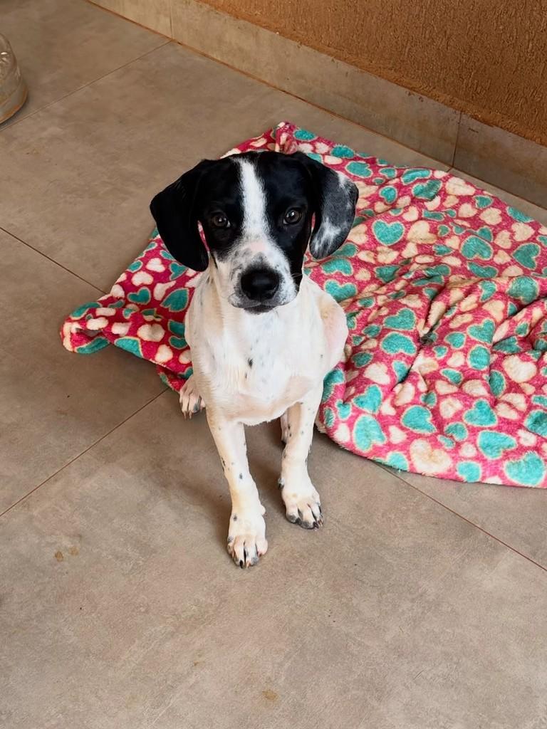 Hanna, cachorro de porte médio para adoção em Goiânia - GO