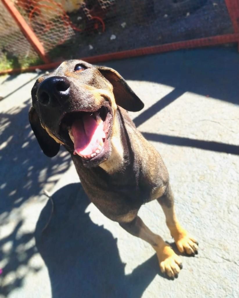 Marrenta, cachorro de porte médio para adoção em Goiânia - GO
