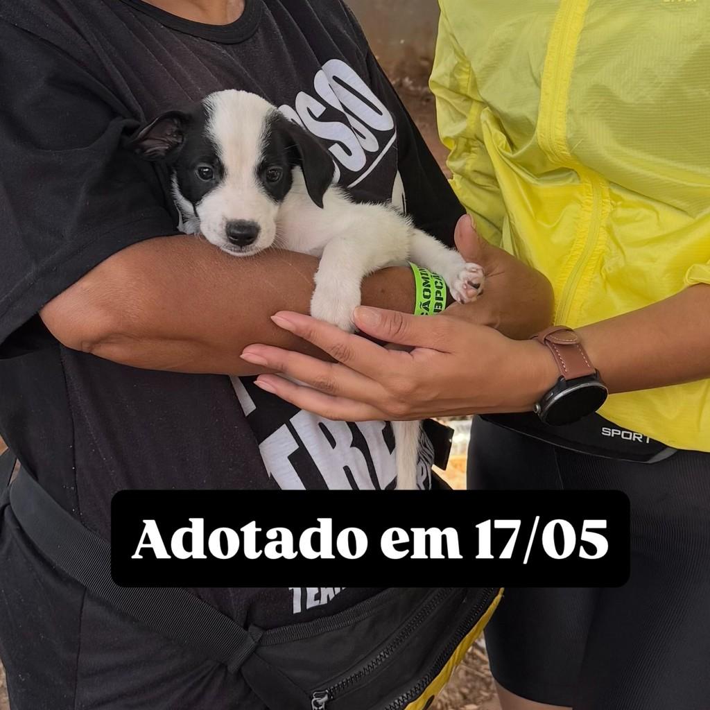 Snoopy, cachorro de porte médio para adoção em Goiânia - GO
