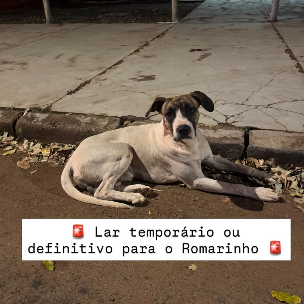 Romarinho, cachorro de porte pequeno para adoção em Goiânia - GO