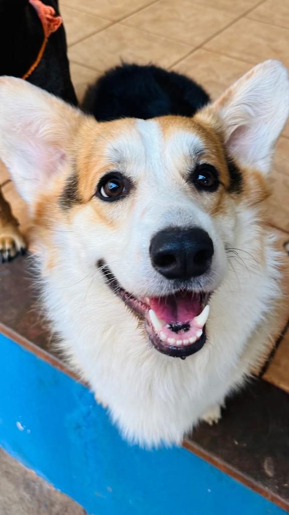 George, cachorro de porte pequeno para adoção em Goiânia - GO