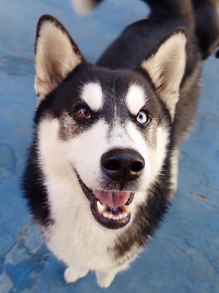 Saphira, cadela de porte grande para adoção em Goiânia - GO