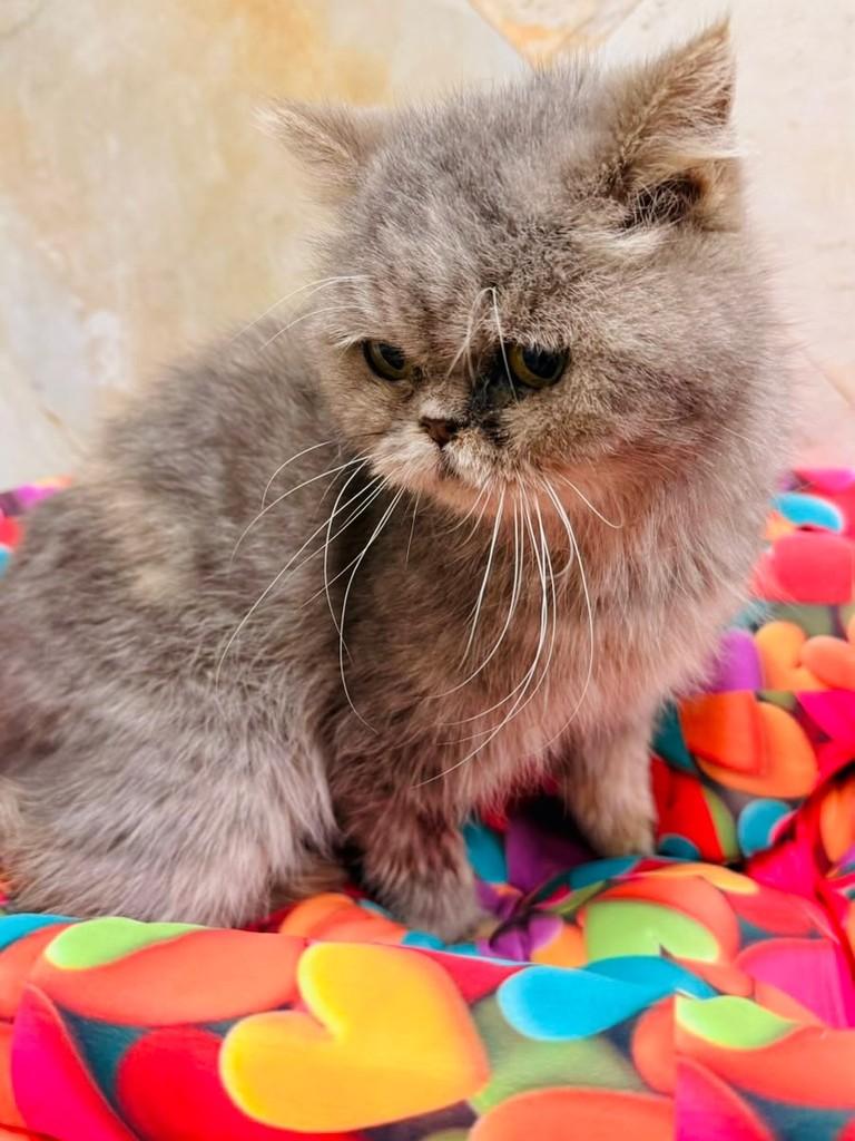 Donatella, gata de porte pequeno para adoção em Goiânia - GO