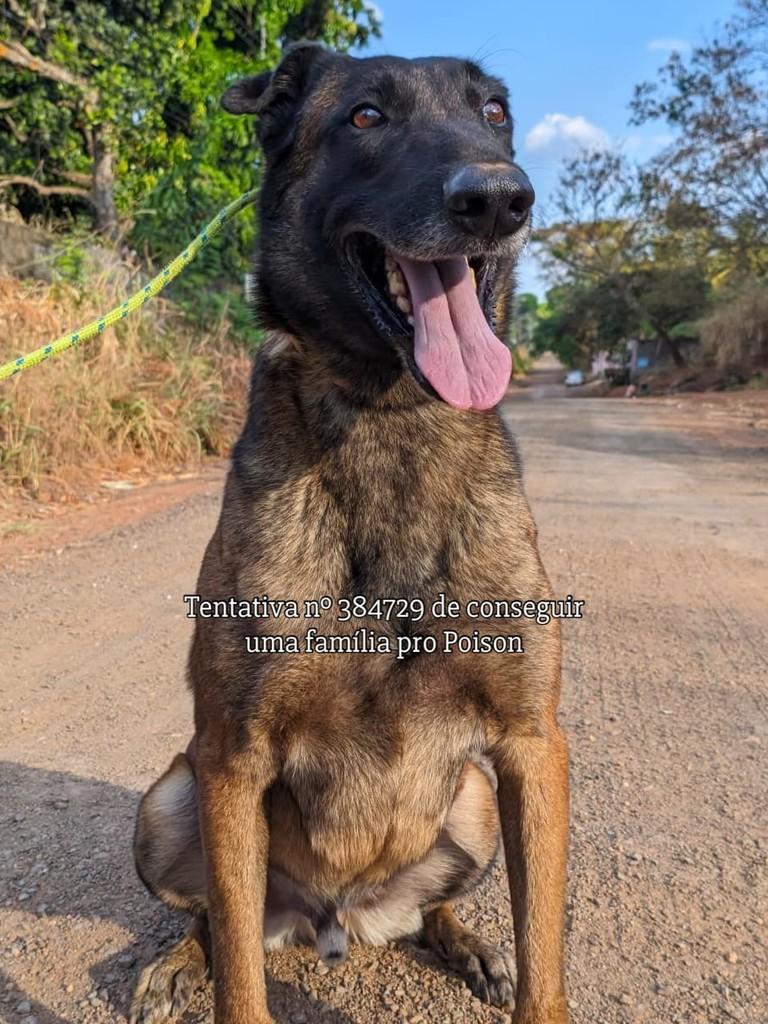 Poison, cachorro de porte grande para adoção em Goiânia - GO