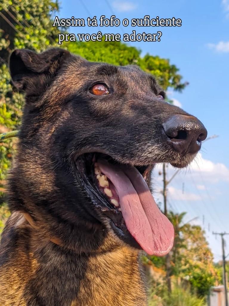 Poison, cachorro de porte grande para adoção em Goiânia - GO — foto 2 de 4