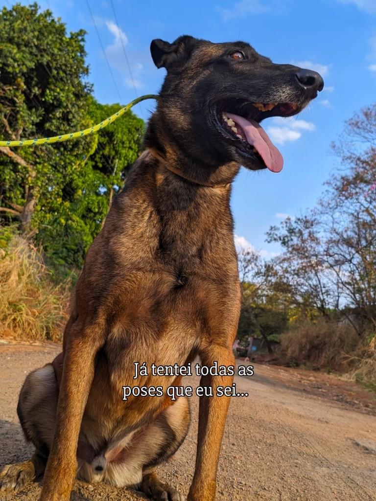 Poison, cachorro de porte grande para adoção em Goiânia - GO — foto 3 de 4