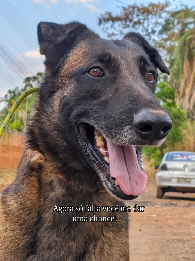 Poison, cachorro de porte grande para adoção em Goiânia - GO — foto 4 de 4
