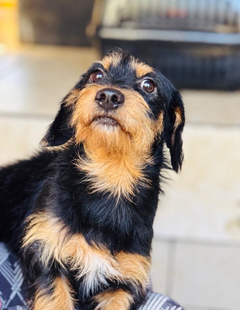 Biduzinho, cachorro de porte pequeno para adoção em Goiânia - GO
